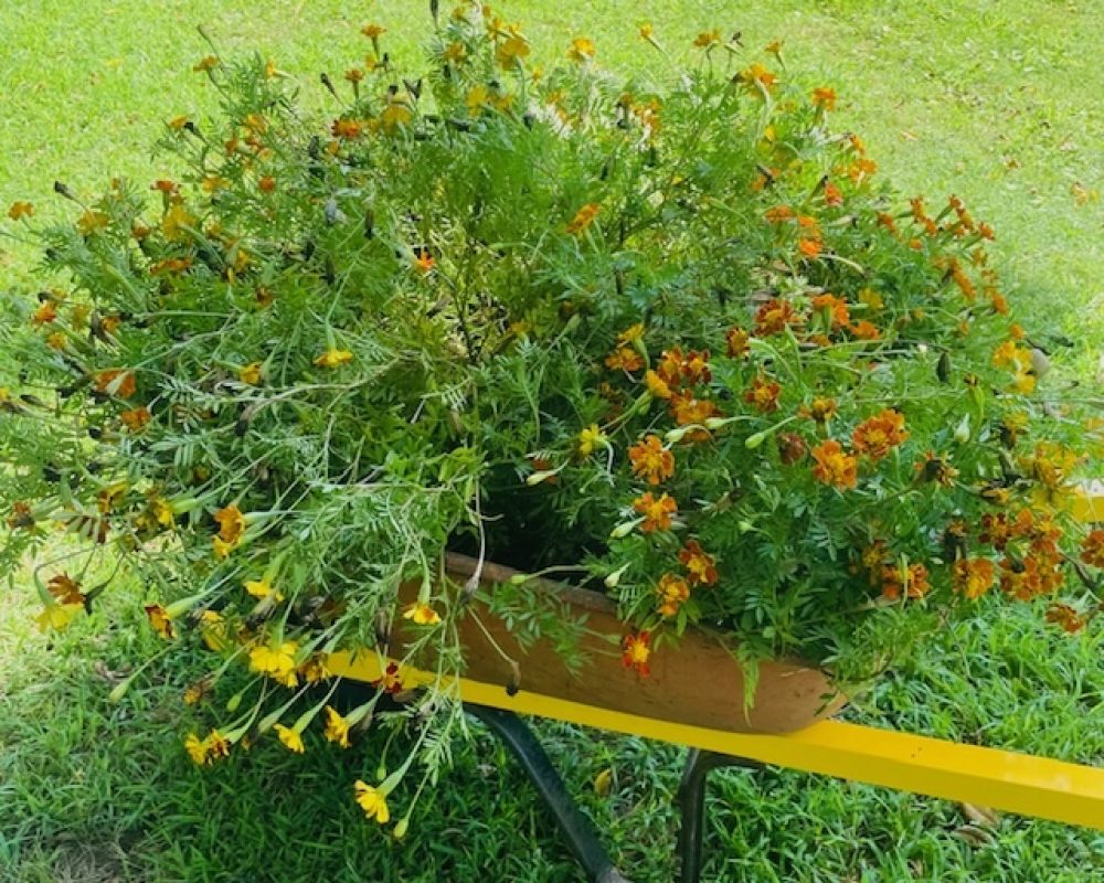 IMG_3812