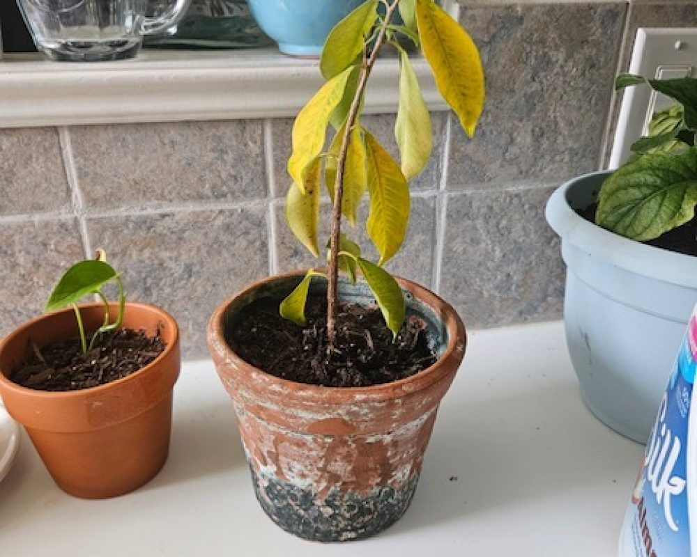 Resized_20240924_100035_1727190043781