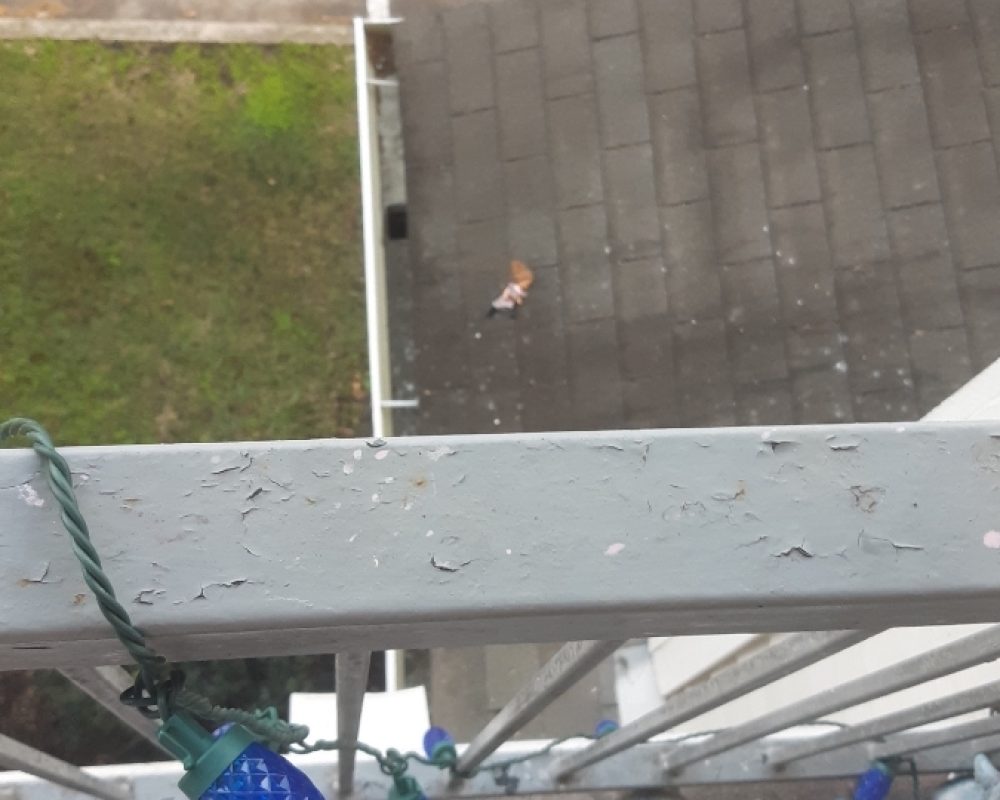 Resized_Resized_20230308_074534